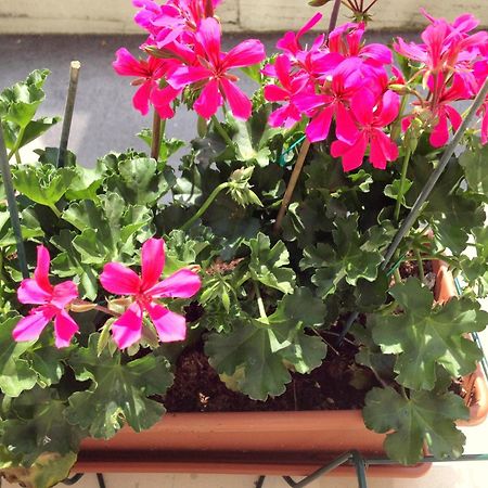 Hotel Villa Cinzia Вилланова-Мондови Номер фото